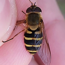 Syrphus torvus